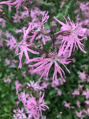Lincolnshire Pond Plants Ltd - Marginal Aquatic Pond Plant - (Lychnis-flos-cuculi) - Plug