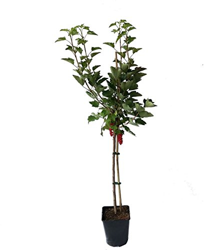 Rovada Johannisbeere große rote süßsaure Beeren Fußstamm ca. 50 cm Stamm inkl. 5 Liter Topf