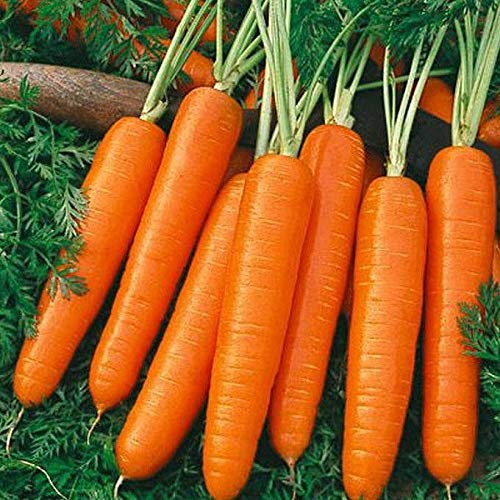 Carrots Scarlet Nantes _Old time Sweet and Juicy Favorite!!!!!!(500 - Seeds)