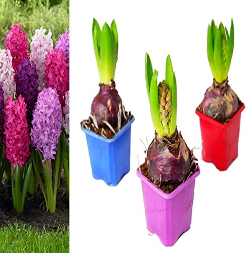 Hyacinthus Orientalis - Pack 3 Bulbos - DECOALIVE - Bulbos de Jacintos