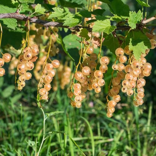 semillas grosella espinosa - columnar de cama elevada Camas elevadas jardín de 10pcs