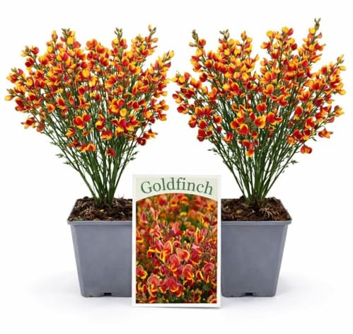POWERS TO FLOWERS - GINESTRA ROSSA, VARIETA' 'GOLDFINCH', VASO 12CM DIAMETRO, 2 PIANTE, pianta vera