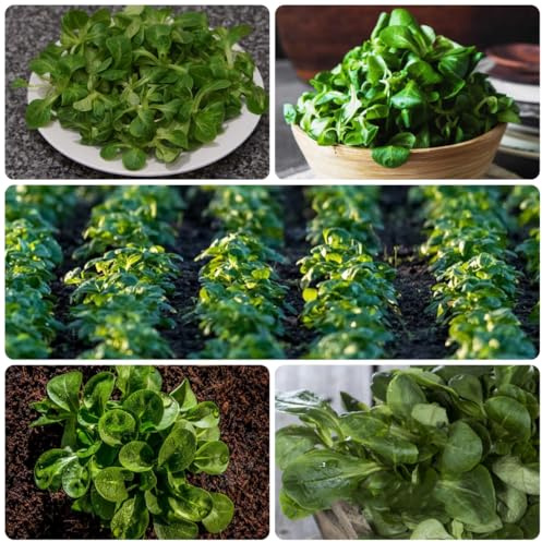 lattuga di agnello biologica da appartamento esotiche semi di lattuga semi biologici invernali, orto resistente da giardino perenni resistenti 400semi