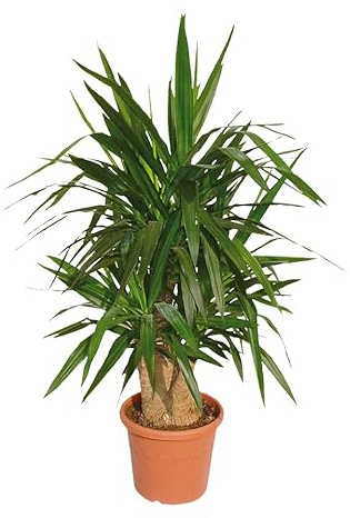 Faxiflora Pianta di yucca