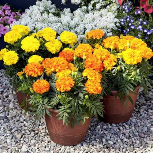 Marigold Endurance Mix F1 - Extra Large Double Flowers in Sunset Gold, Orange, and Yellow - Continuous Blooms, Compact Habit - Easy-to-Grow Flower Seeds by Thompson & Morgan
