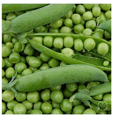 20 petits pois nains rond petit provençal grains vert graines semence potager