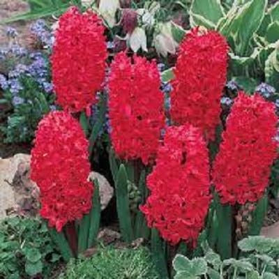 Nouveau frais 100pcs graines de fleurs de jacinthe rouge