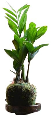 Planta Kokedama -Zamioculcas Zamiifolia - DECOALIVE - Jade Chino - Musgo Natural