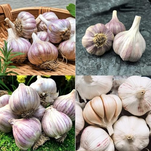 1 Pound Mix Garlic Bulbs for Planting, 1 Pound, Hard Neck Garlic Bulbs for Planting