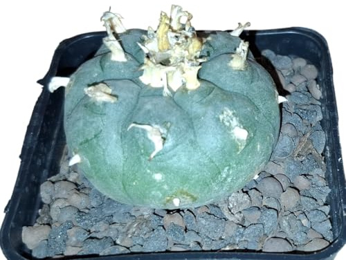 Lophophora williamsii Kaktus, 4-4,5cm