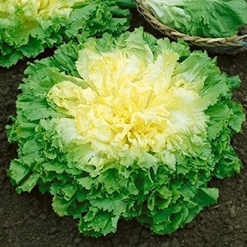 1000 Broadleaf Batavian Endive Seeds (Escarole) Heirloom by OrginBud