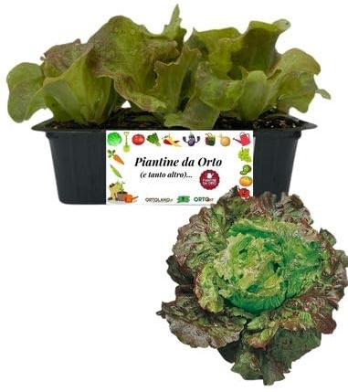 P. Piantine da Orto | Lattuga Canasta, Pianta da Orto o Balcone Pronta al Trapianto, Kit da 9 Piantine, Pianta Vera da Esterno, Vivaio Italiano