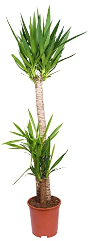 Palmlilie, 3er-Tuff, Topf-Ø 27 cm, Höhe ca. 150 cm