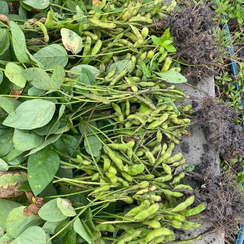 semillas de frijol edamame - invierno orgánicas, invierno, decorativas, robustas para balcón, 10pcs