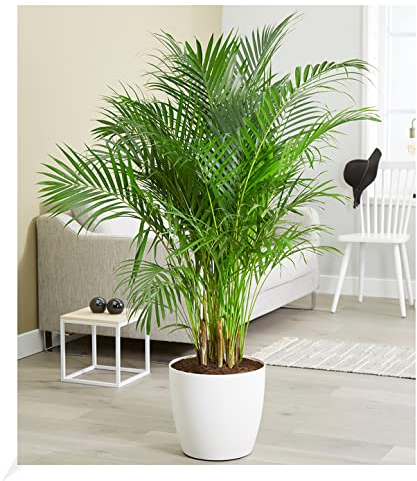 BALDUR Garten Areca Palme ca. 120-130 cm hoch, 1 Pflanze, Luftreinigende Zimmerpflanze, unterstützt das Raumklima, Zimmerpalme Dypsis lutescens Goldfruchtpalme, mehrjährig - frostfrei halten