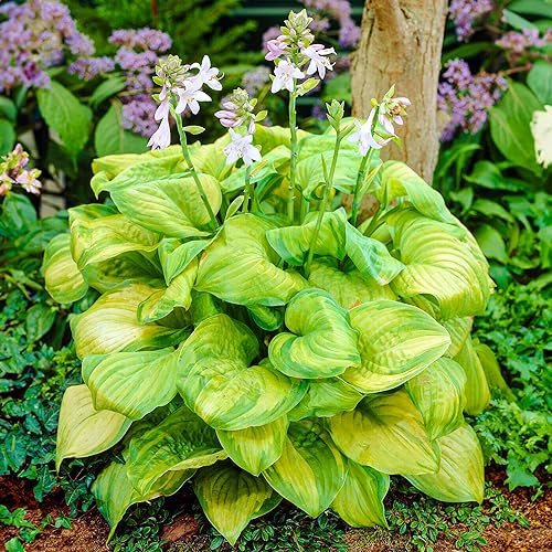 Hosta Guacamole | Plantain Lily | Plants Outdoor Garden Ready | Evergreen Plants Outdoor Garden Plant (9cm Pot, 10-20cm)