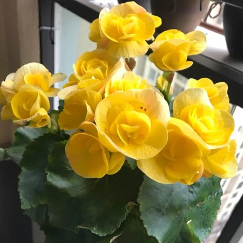 begonien gartenblumen, zimmerpflanzen begonien wildbalkonblumen, schnittblumen blumenwiese wildblumensamen hochbeet 300samen