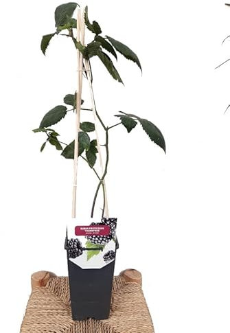 Planta Natural de Zarzamora una Adición Hermosa y Funcional para tu Espacio Exterior