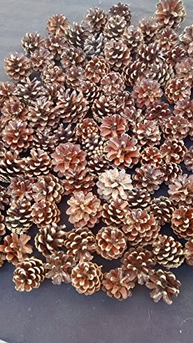100 Pommes pignes de pin Naturelles 3cm à 5cm A décorer