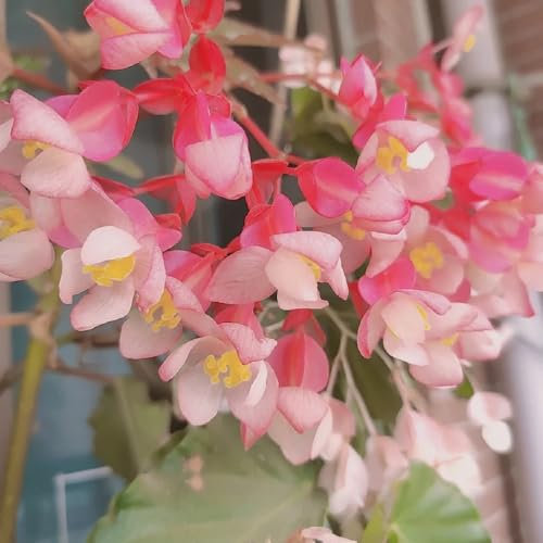 Forellenbegonie Pflanze Samen - stauden winterhart mehrjährig Begonia maculata, pflanzen garten grünpflanzen, topfpflanzen winterharte balkonpflanzen büropflanzen, zimmerpflanzen 30pcs