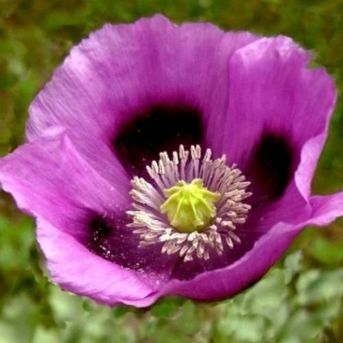 Hungarian Blue Poppy Papaver Somniferum 750 Seeds