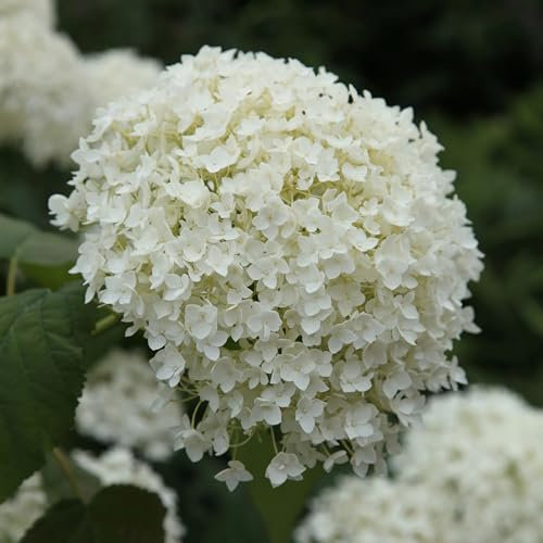 Plant Theory Annabelle Sevenbark Hydrangea Arborescens Shrub Plant 2L Pot
