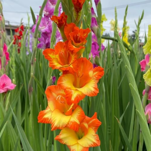 bulbi di gladioli da giardino da giardino rocce bulbi perenni resistenti all'inverno letto elevato decorazione interna 12pcs