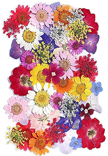 CENPEK Fleurs pressées séchées Fleurs séchées Naturelles Vraies Fleurs pressées Fleurs séchées colorées pour Bijoux en résine Nail Art Artisanat DIY (Printemps)