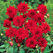 1x Dahlia Cactus Tubers – Summer Flowering – Superb Cut Flowers – Perennials – Plant Now for Your Beautiful Garden (Red Pigmy)