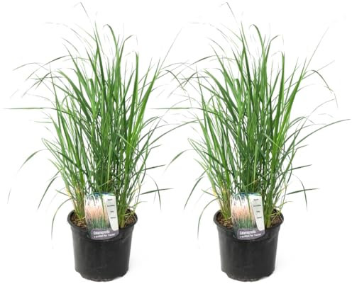 Plant in a Box - Calamagrostis Karl Foerster -Set di 2 - Erba - Erba ornamentale - Misura vaso 23 cm - Altezza 40-60 cm