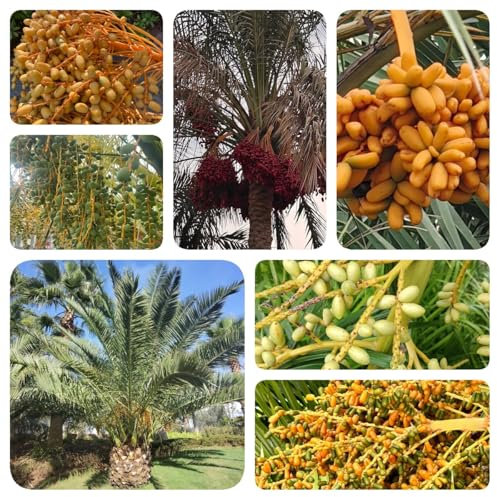 25 piezas Semillas de palmera datilera - Invernaderos de balcón, semillas de plantas de interior. plantas en macetas para exteriores, regalos de jardín semillas, semillas de plantas