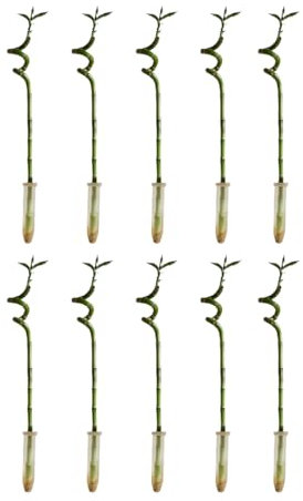 Bloomique - Set di 10 - Dracaena Sanderiana - Lucky Bamboo - Lucky Bamboo - Piante da appartamento - Purificatore d'aria - Facile da mantenere - 40-50 cm di altezza
