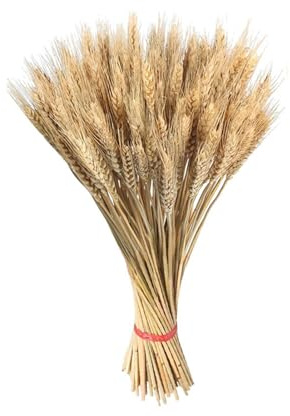 100 Piezas Espigas De Trigo Secas Decoracion, 55cm Ramo Flores Secas Largas Trigo, Naturalmente Flores Secas Naturales para Chimenea, Hogar, Cocina, Mesa De Iglesia, Boda, Tienda Decorativa
