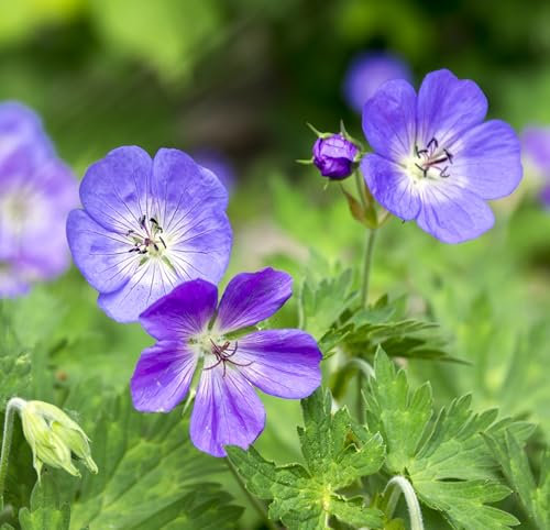 Lot de 3 - Géranium vivace Rozanne - godet 8/9 cm