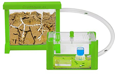 AntHouse - Fourmilière Naturelle en Sable | Kit Basic 3D (Sandwich + Caisse de Fourrage) Vert | Fourmis Incluses