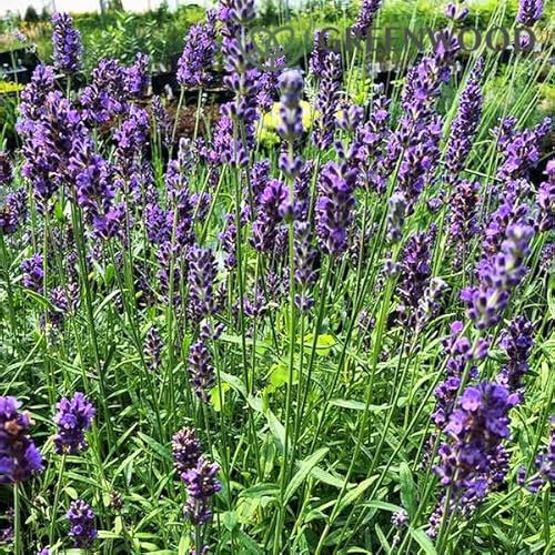 LAVANDA-SEMI (LAVANDA HIDCOTE BLUE)