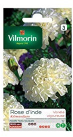 Vilmorin - Sachet graines Rose d'inde Kilimandjaro