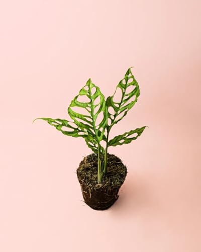 Monstera Obliqua de Perú | Plantas Naturales Interior | Pur Plant