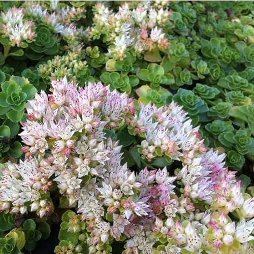 6x Orpin 'Album (S)' – Sedum spurium 'Album (S)' – Godet 9x9cm | Floraison blanche, couvre-sol
