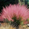 400 pcs ziergras samen winterhart mehrjährig ziergräser deko wohnzimmer modern Muhlenbergia capillaris, indoor garten zimmerbonsai bonsai hochbeett zimmerpflanzen wenig