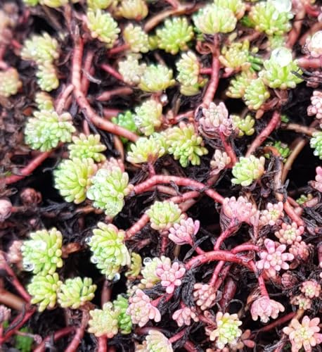 Sedum hispanicum/Orpin d'Espagne/Conteneur de 2 à 2.9 litres/Succulente