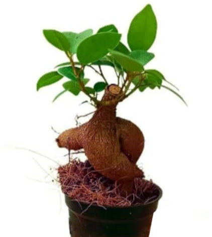 Planta bebé Mini Bonsai Ficus Microcarpa Ginseng. Planta pequeña, 8-10 cm. Planta de raíces gruesas y follaje denso. Segura Garden.