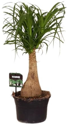 Beaucarnea Nolina - 50-60cm - Ø19cm - Plante d'intérieur - Vert persistant