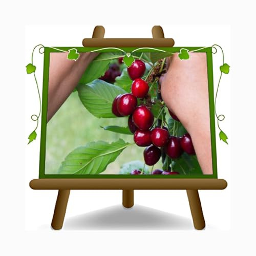 EURO PLANTS VIVAI Ciliegio Dolce Celeste Pianta da Frutto su Vaso ø 26 cm - Altezza 180~200 cm - Età 4 Anni