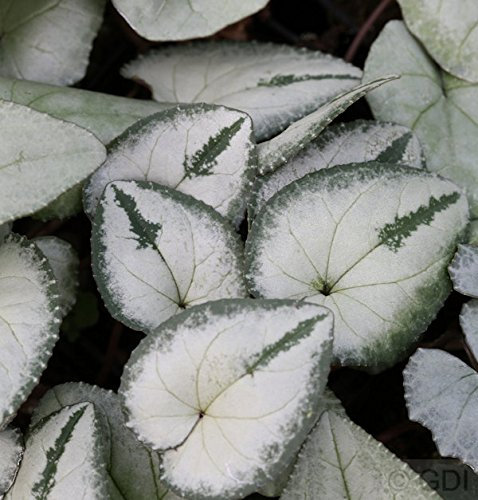 Cyclamen coum 'Silver Leaf' – Winterhart, Mehrjährig, Pflegeleicht – Frühlings-Alpenveilchen – Bodendecker für Schattenbeet & Unterpflanzung