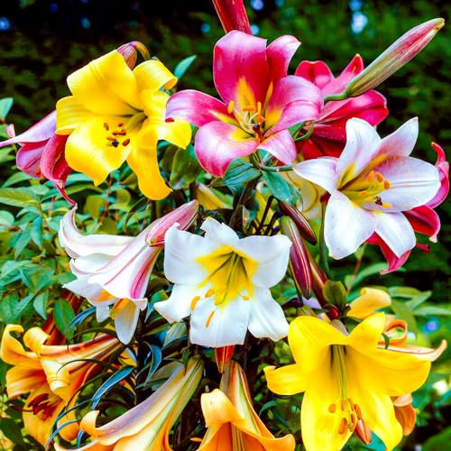 Bulbes de Lys Trompette - Lys Bulbes - 15 Bulbes de Fleurs (5 Variétés, 3 de Couleur) - Plantes Vivaces Rustiques - Naturelle Plantes de Hollande (gros bulbes, pas de graines, non artificielles)