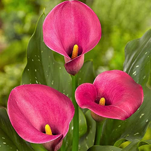 Calla Giglio Bulbi 6pcs Outdoor Garden Facile Per Sopravvivere Heirloom Fiori Giardinieri Come Cut Mazzi Di Fiori Da Giardino Terrazza Cortile Decorazione Altamente Ornamentali