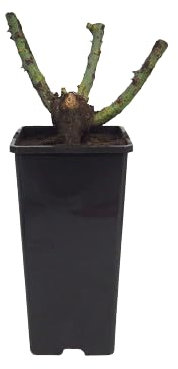 Rosal de Flor Grande Rojo Natural Planta de Jardín para una Primavera Llena de Color