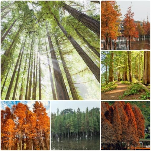 semillas de secuoya - balcón orgánicas interior jardín de rocas resistentes 100pcs