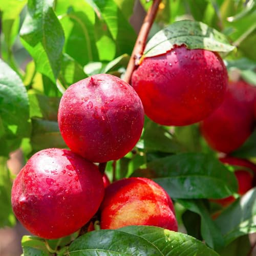 YouGarden Patio Nectarine Rubis, Dwarf Self-Fertile Pink Blossom, Juicy Fruits, Ready To Plant 5 Litre Pot